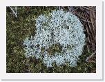 Deer Moss Close * 1600 x 1200 * (2.92MB)